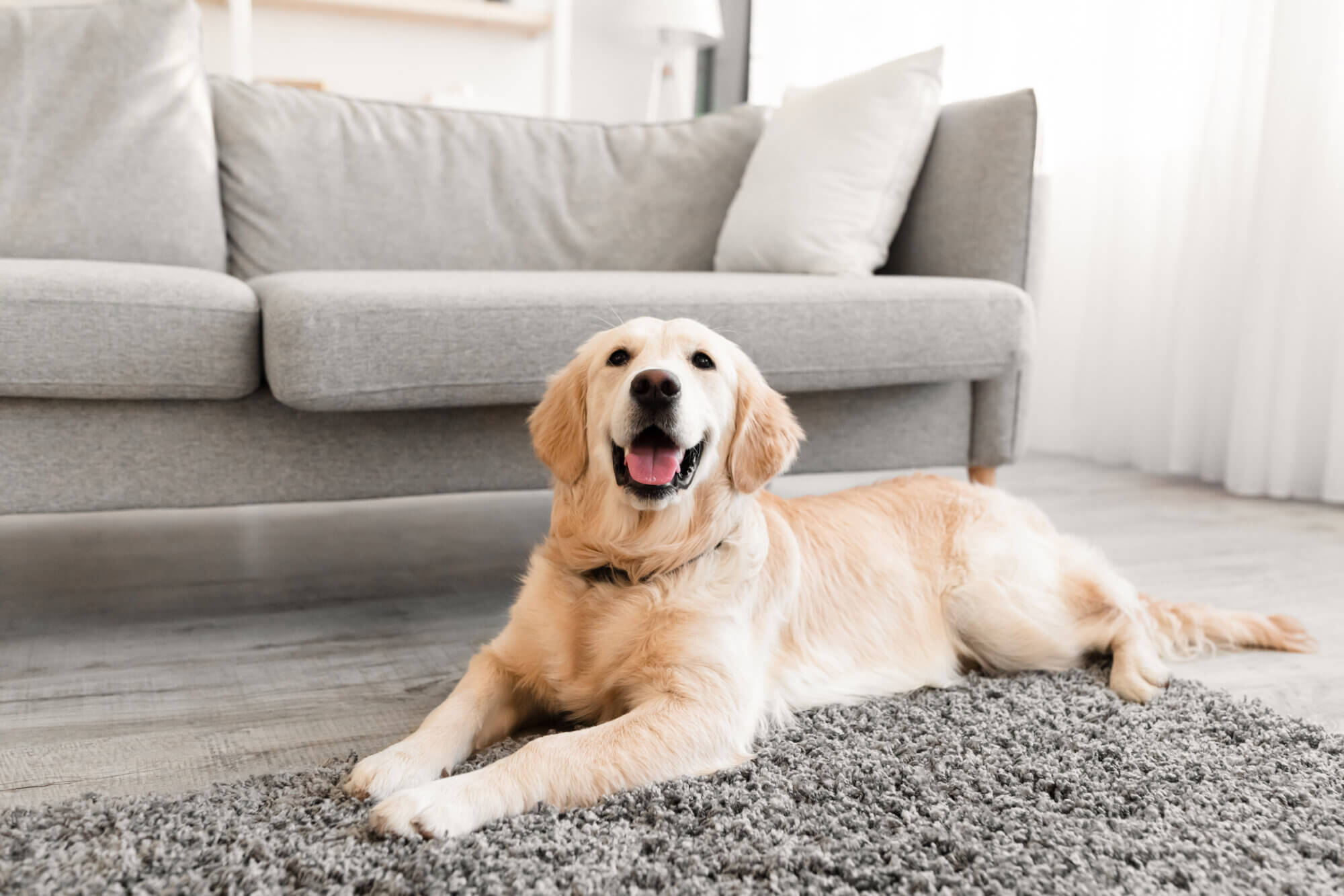 Domestic Animal. Closeup portrait of cute dog lying on the gray floor carpet indoors in living room at home, happy golden retriever resting near couch, modern house interior, free copy space
