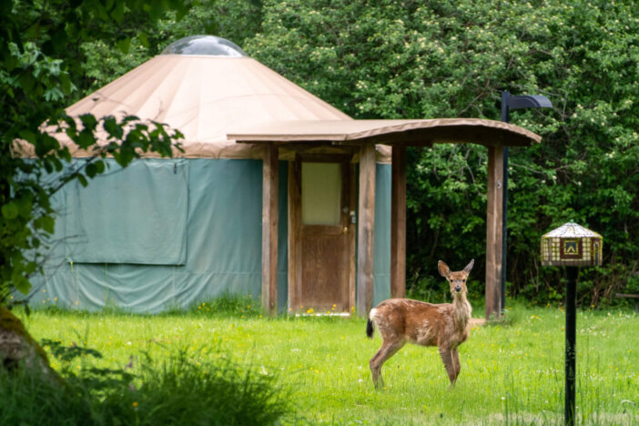 Arlington WA USA may 23, 2023: Yurt Village in Spring at River Meadows Park -young deer looking up