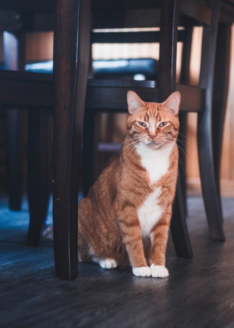 10 Best Space-Efficient Pet Supplies for Tiny Homes That Maximize Every Inch