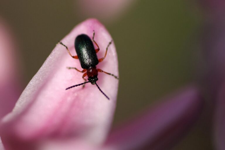 12 Best Pest Control Reviews for RV Living That Ensure Comfort on the Road
