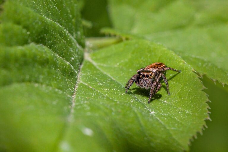 10 Best Ultrasonic Pest Repellents for Tiny Homes That Maximize Comfort