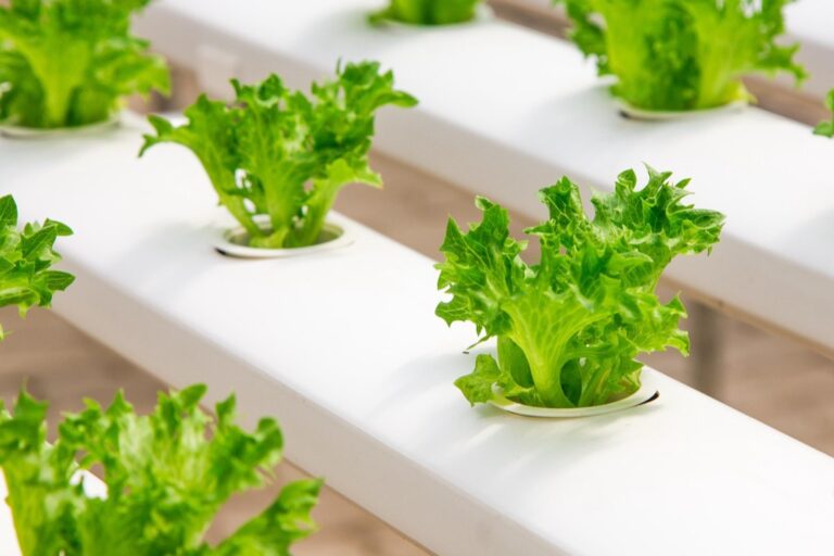 10 Best Hydroponic Systems for Tiny Home Food Production That Maximize Space