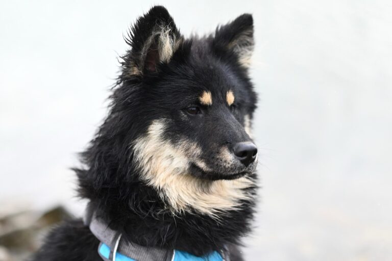 11 Best Space-Saving Pet Supplies for RVs That Maximize Every Inch