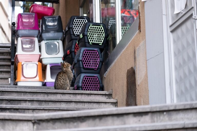 5 Best High-Capacity Pet Food Storage Bins for Long Trips That Maximize Convenience
