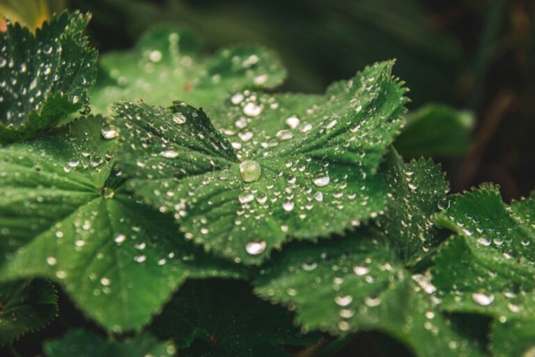 11 Creative Rainwater Uses in Van Life That Enable True Off-Grid Freedom