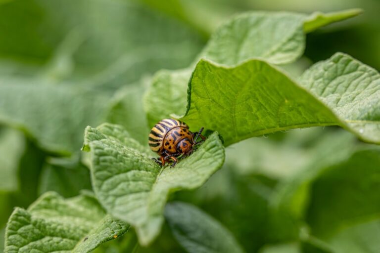 10 Best Organic Pest Repellents for RV Gardens That Save Without Sacrifice