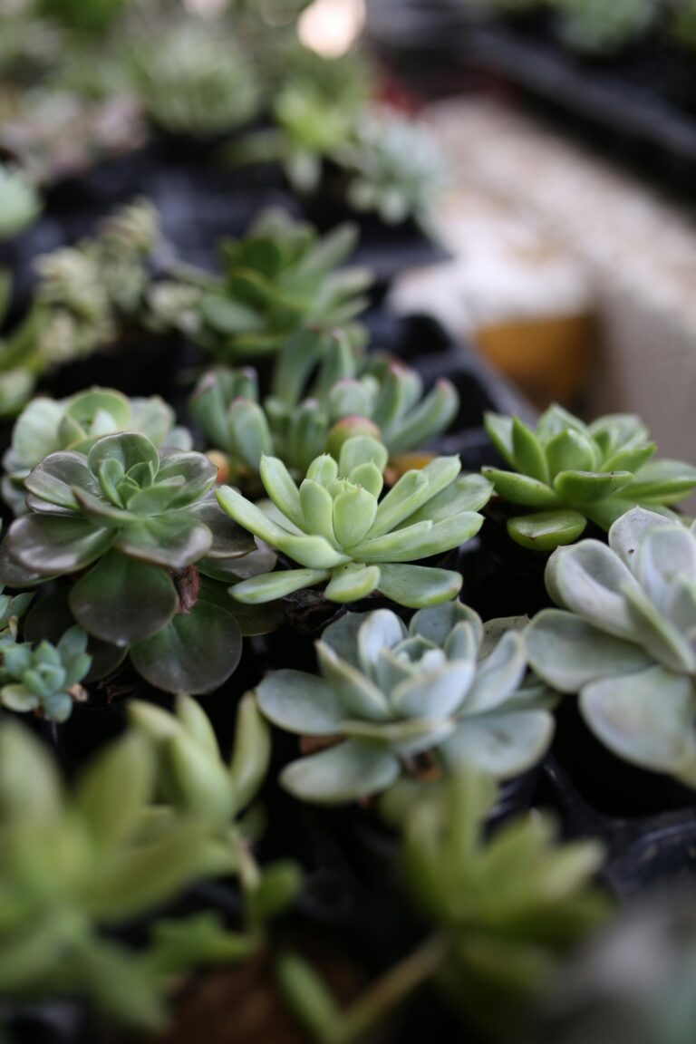 13 Compact Gardening Solutions for Small Spaces That Maximize Every Inch