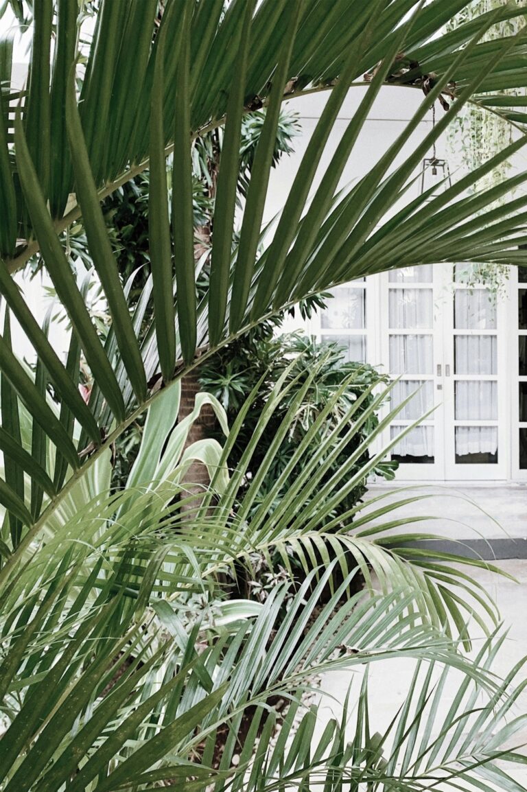 12 Plants for Outdoor Privacy That Transform Your Backyard Sanctuary
