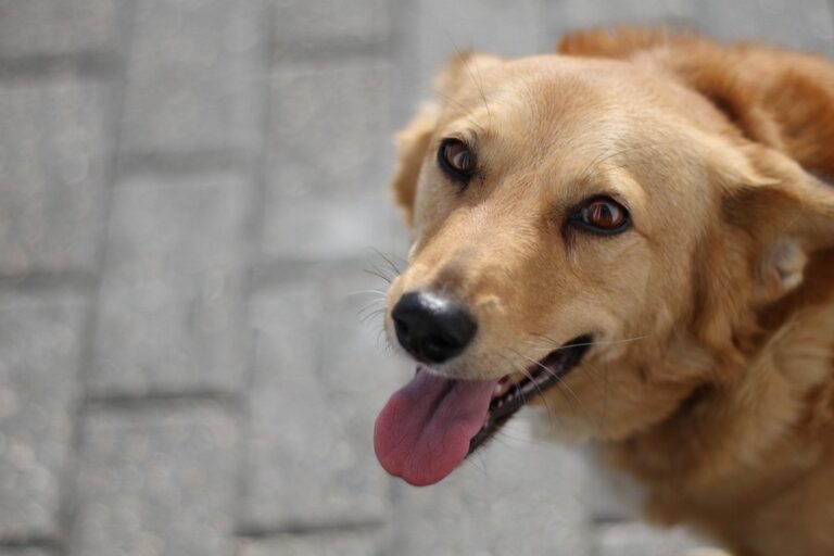5 Best Smart Pet Food Dispensers for Tech-Savvy RVers: Never Miss a Feeding