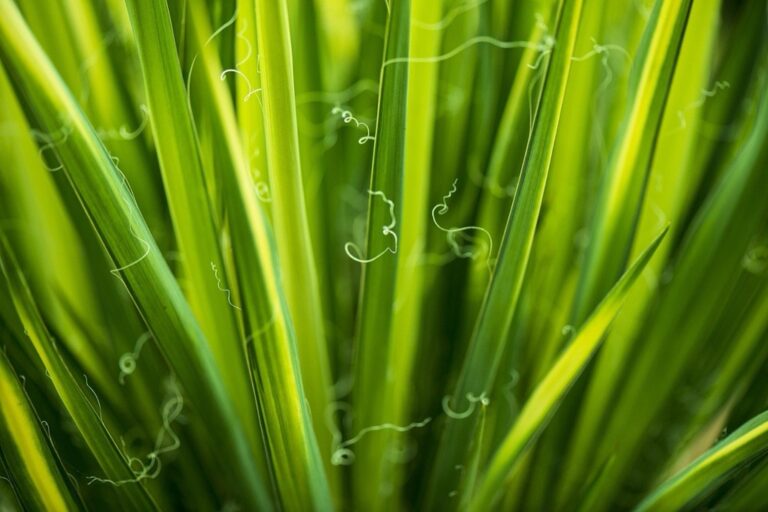 7 Best Plants for Creating Privacy in Small Spaces – Transform Tiny Havens