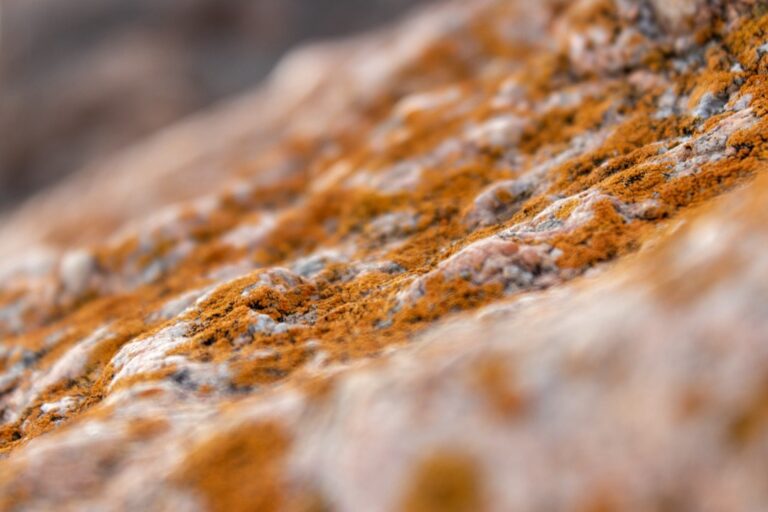 7 Steps to Remove Mold After Water Damage: Restore Home Health Fast