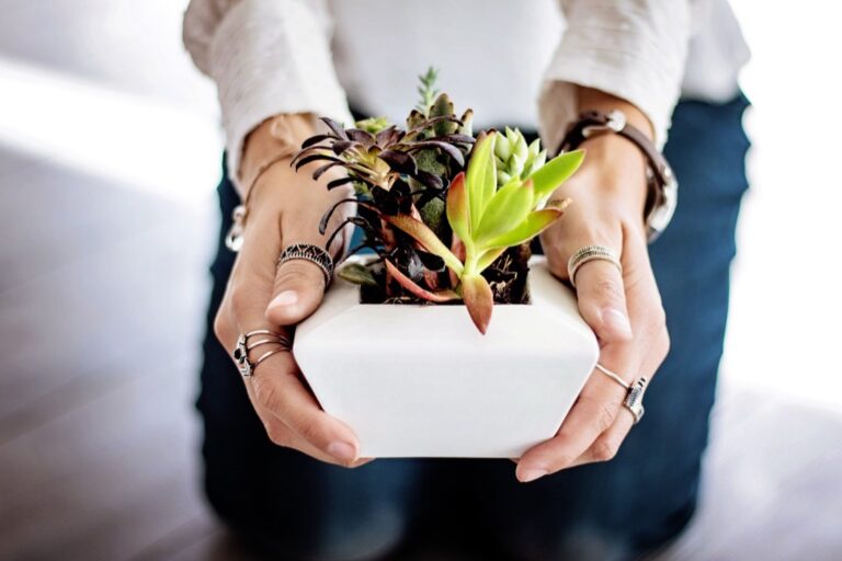 7 Best Plants for Improving Indoor Air Quality That Purify While You Sleep
