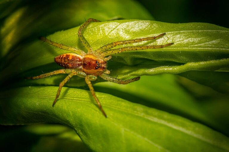 5 Best Natural Pest Repellents for Tiny Homes That Protect Your Sanctuary