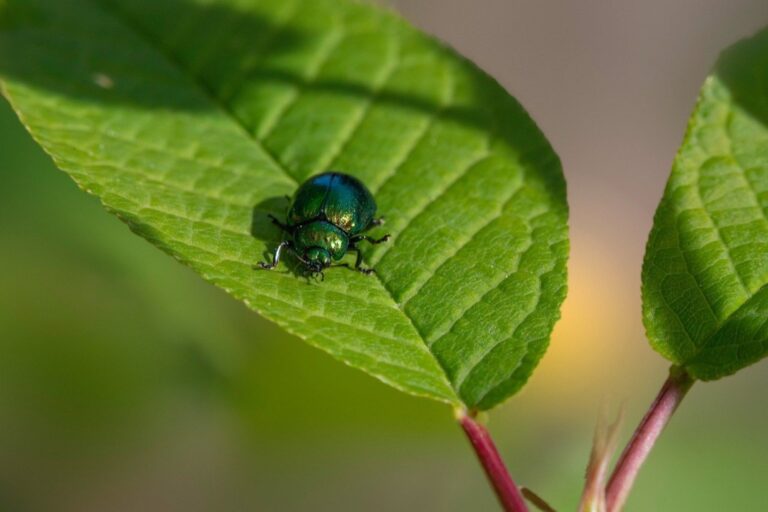 7 Preventative Measures for Seasonal Pests in RVs That Protect Your Home Away