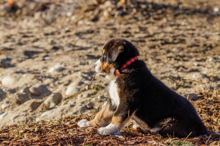5 Best Pet Food Travel Bags for Camping: Keep Adventure Fresh