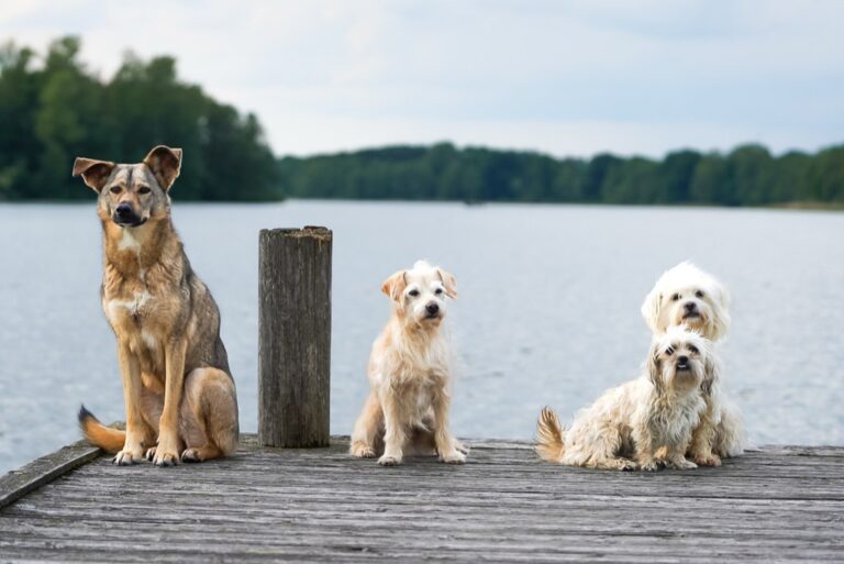 5 Best Dog Supplies for RV Traveling Pets That Maximize Adventure