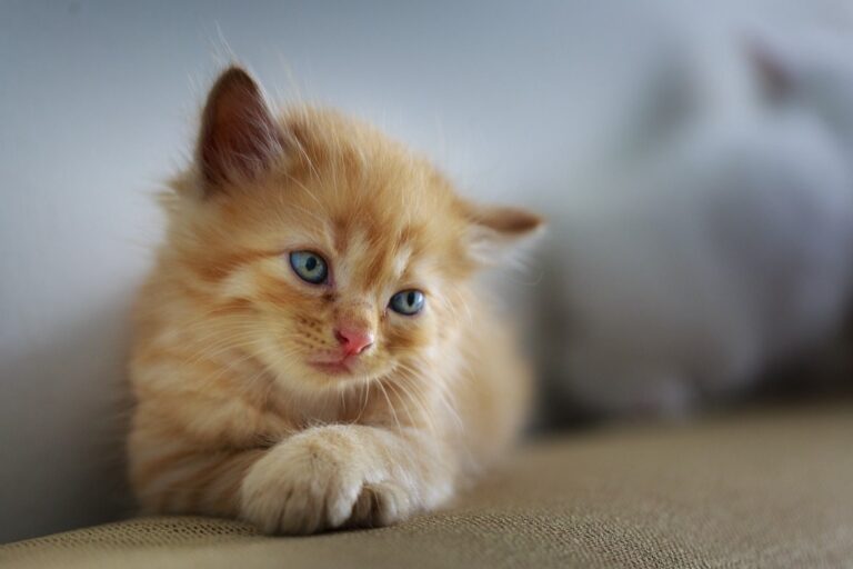 10 Pet Enrichment Ideas For Confined Living Spaces | Maximize Joy