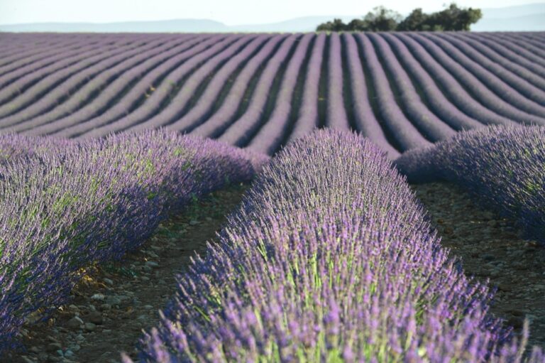 8 Ways to Use Essential Oils for Pest Prevention That Eliminate Toxic Chemicals