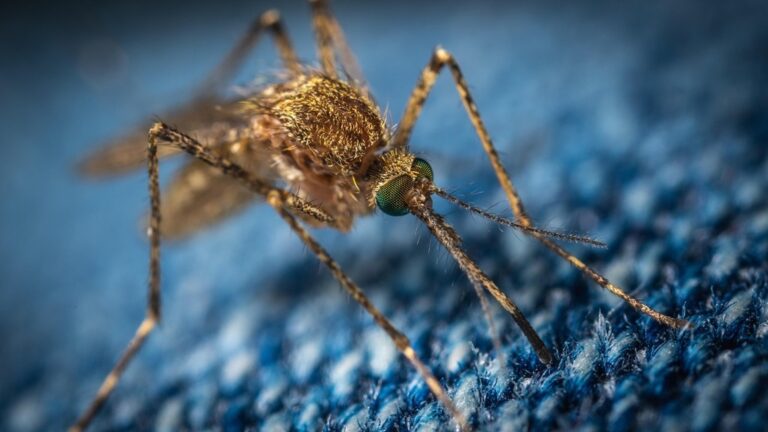 7 Ways to Deal with Pests While Traveling That Travelers Swear By
