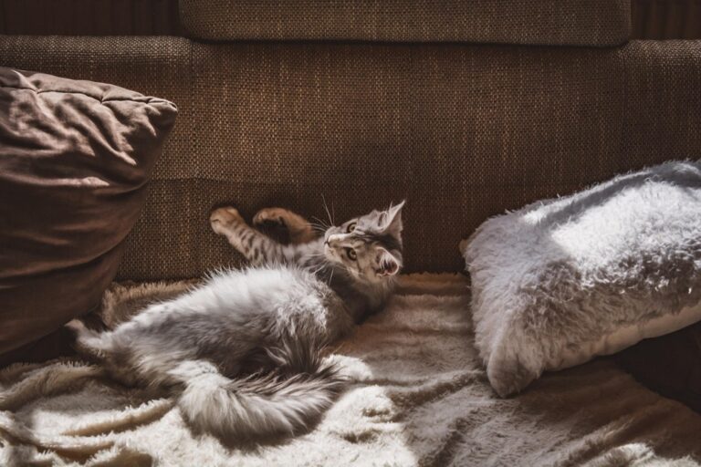 7 Pet Feeding Solutions for Small Spaces That Maximize Every Inch