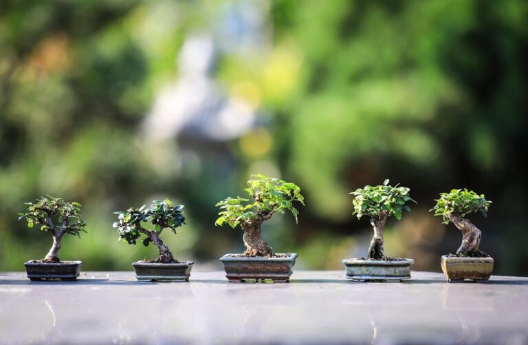 5 Best Gardening Tools for Small Spaces That Maximize Every Inch