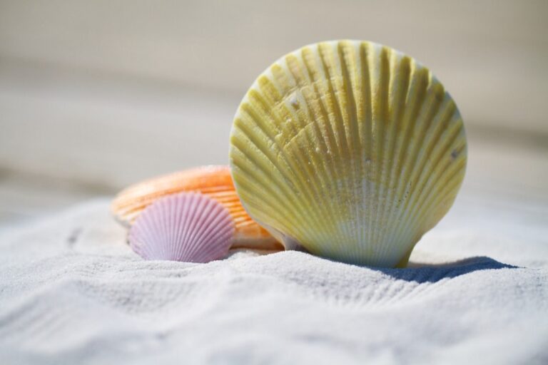 5 Best Beach Toy Organizers for RV Families That Banish Sandy Chaos