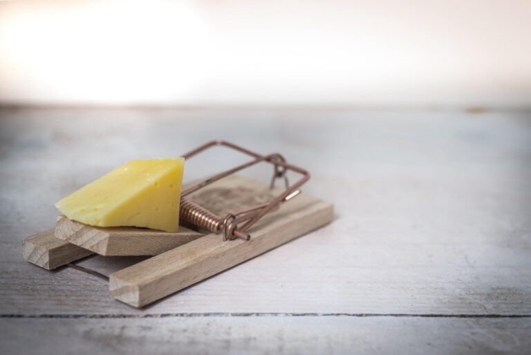 5 Best Traps for Rodent Control in Mobile Homes That Protect Your Space