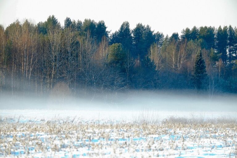 5 Best Propane Regulators for Cold Weather Performance That Never Fail