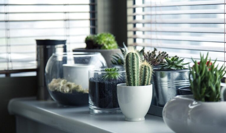 7 Best Plants for Natural Window Privacy That Transform Your View