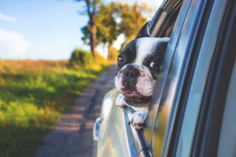 7 Ways to Find Pet-Friendly Parking Spots That Travelers Swear By