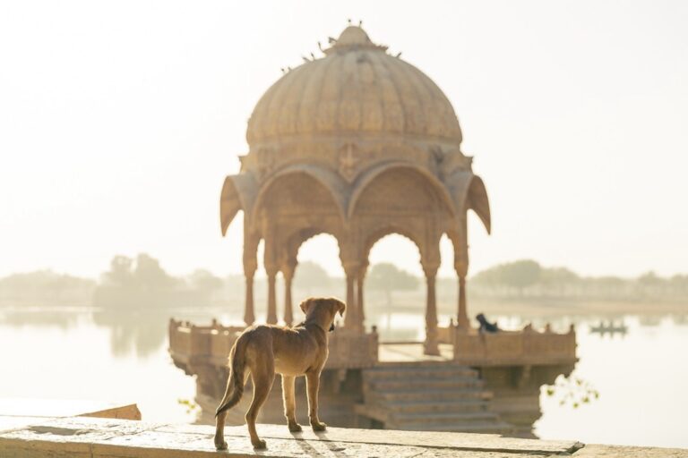 5 Best Travel-Friendly Pet Food Containers For Adventures That Pack Smart