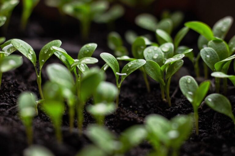 5 Steps to Building a Greywater Garden That Slashes Your Water Bills