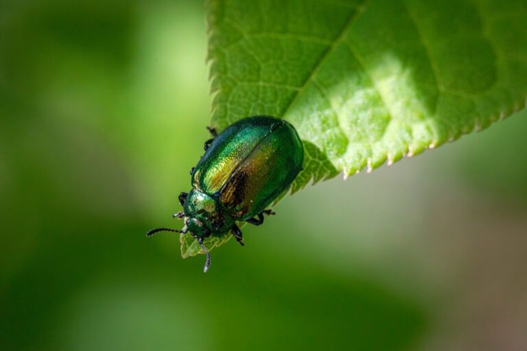 5 Best Pest Control Resources for Alternative Living That Support Self-Reliance