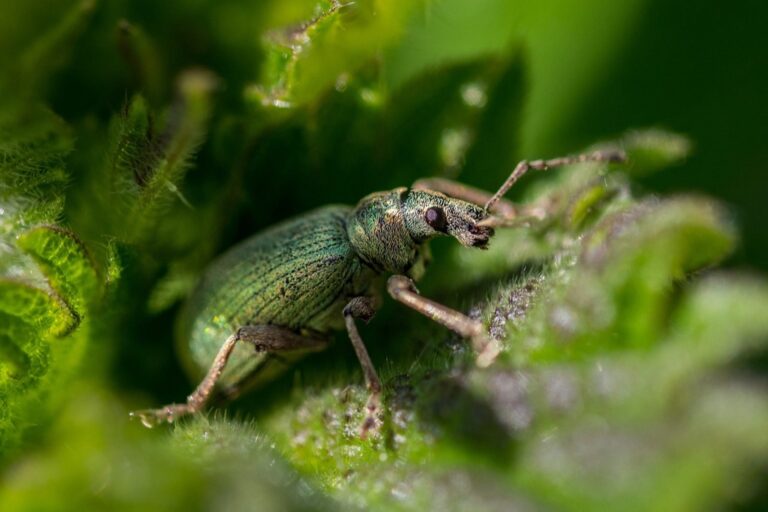 7 Best Practices for Pest Control During Travel That Travelers Swear By