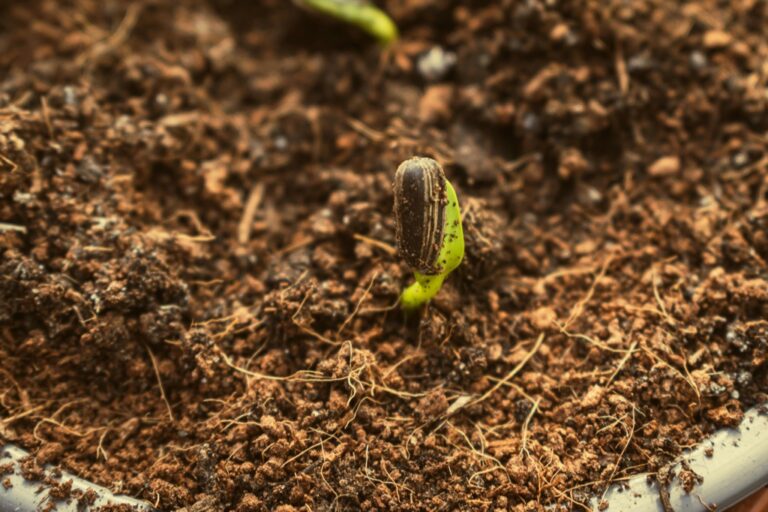 5 Best Compact Compost Bins for Eco-Friendly Living That Shrink Your Footprint
