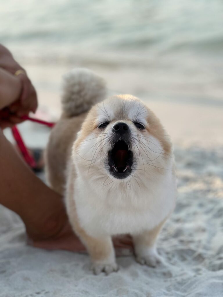 7 Tips for Traveling with Pets in Small Spaces: Maximize Every Inch