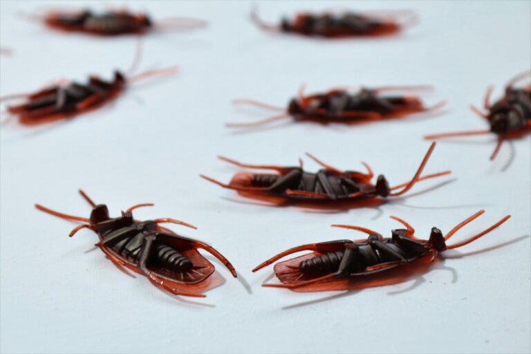 5 Best Non-Toxic Pest Repellents for Mobile Homes That Protect Your Sanctuary