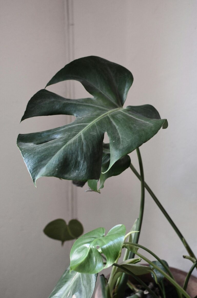 7 Strategies for Enhancing Indoor Air Quality in Small Spaces That Boost Health Daily