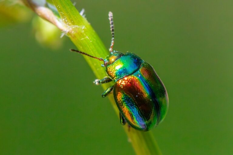 7 Plants That Work as Natural Pest Repellents That Save Money