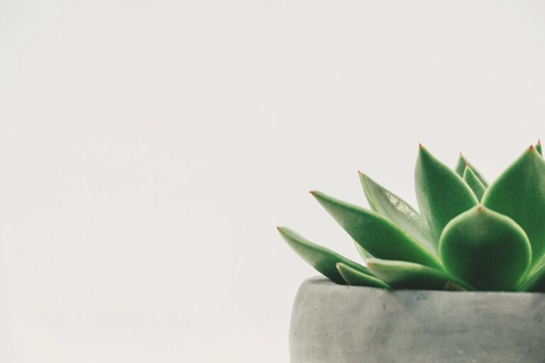 7 Best Plants for Humidity Control in Small Spaces That Serve Multiple Needs