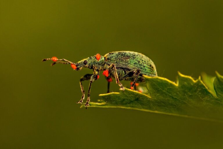 7 Best Eco-Friendly Pest Management Solutions Nomads Swear By