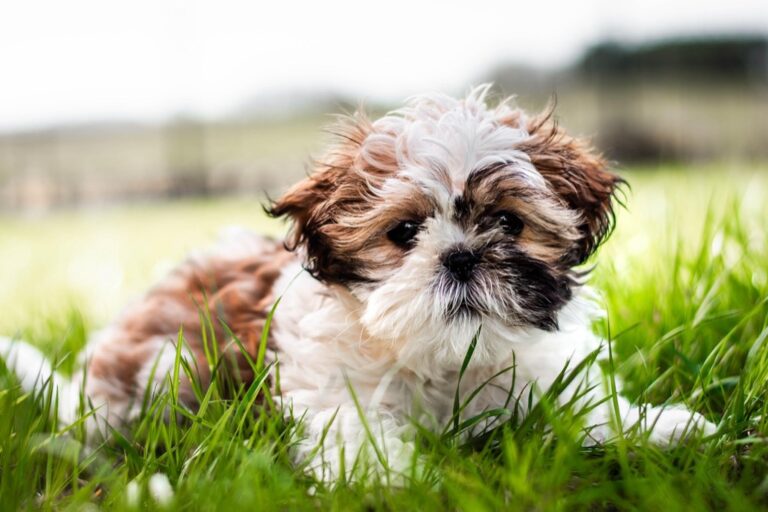 7 Ways to Organize Pet Accessories in Small Spaces That Maximize Every Inch