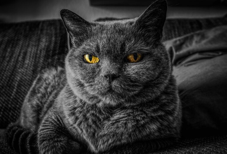 7 Ways to Maintain Pet Health in Small Spaces That Maximize Every Inch