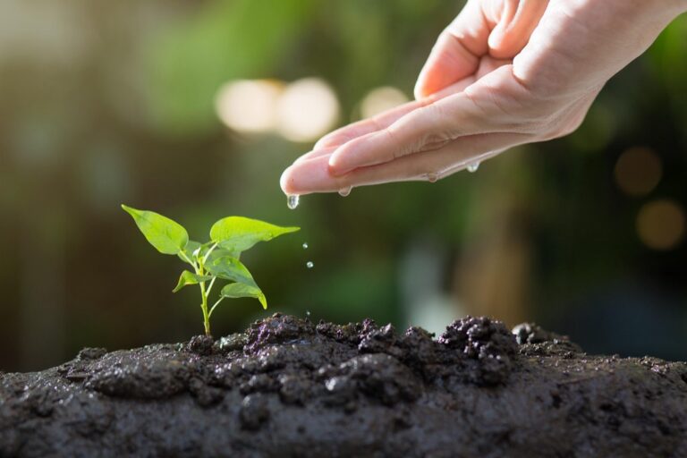 7 Ways to Use Rainwater for Small Space Gardening That Maximize Every Inch