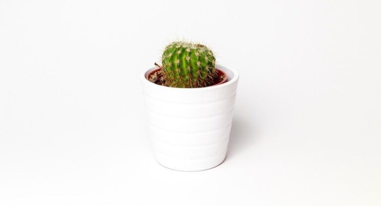 7 Best Pet-Friendly Plants for Small Space Living That Maximize Every Inch
