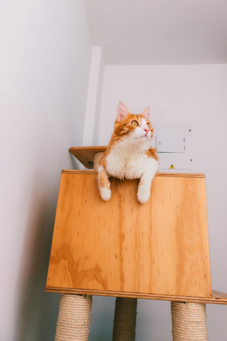 7 Ideas for Creating a Pet-Friendly Indoor Play Area That Maximize Every Inch