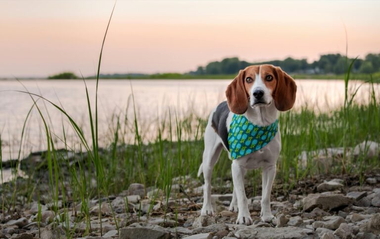 7 Pet Safety Tips for Small Living Spaces That Maximize Every Inch