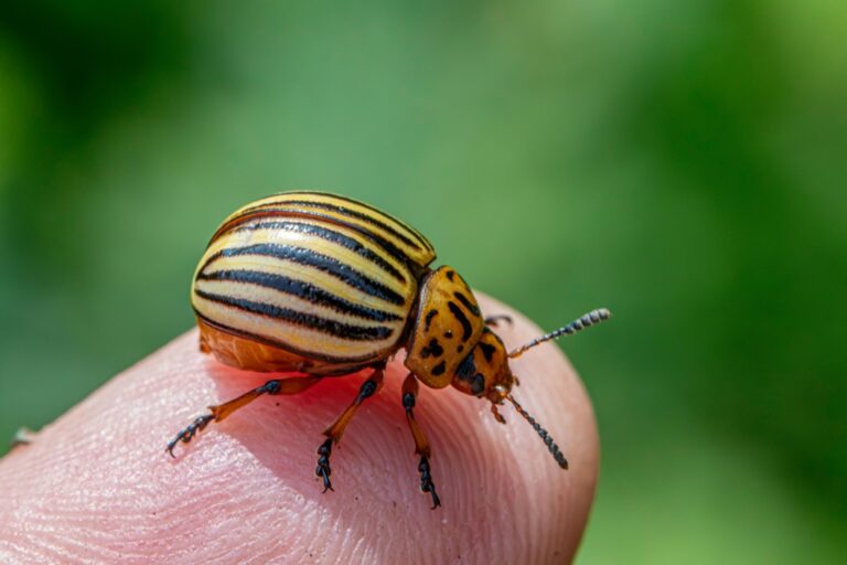 7 Best Outdoor Solutions for Pest-Free Camping That Save Your Trip