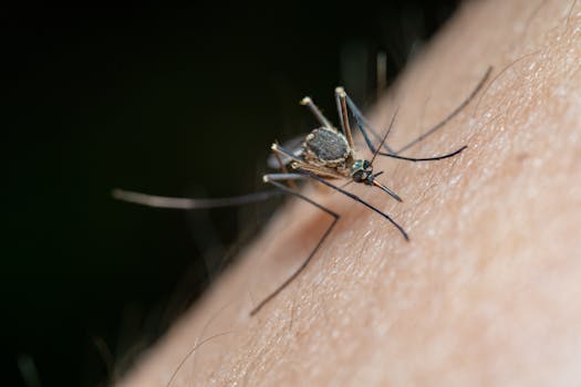 5 Best Bug Repellents For Outdoor Living That Nomads Swear By