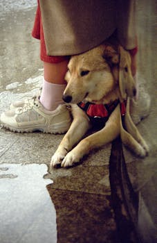 6 Best Portable Pet Shelters For Bad Weather That Maximize Every Inch